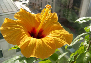 Gelbe Hibiscusblüte am Fenster